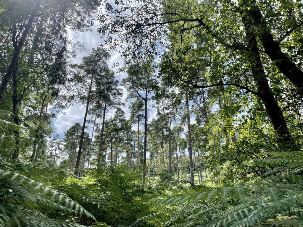 Hiking in new forest